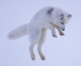 Arctic Wildlife